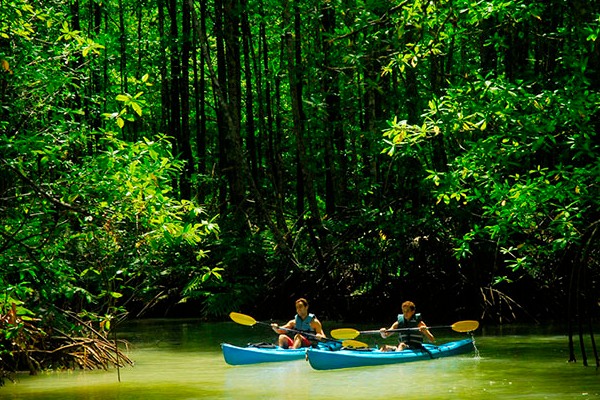 Mangrove Tours